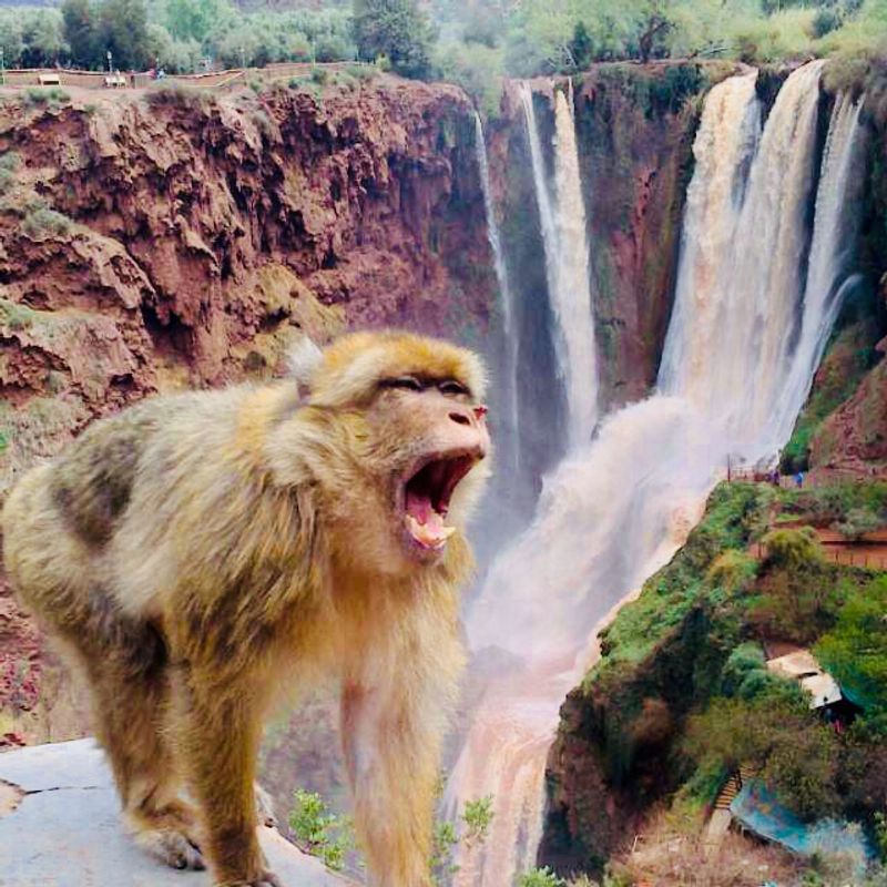 Marrakech Private Tour - Monkey in Ouzoud Waterfalls