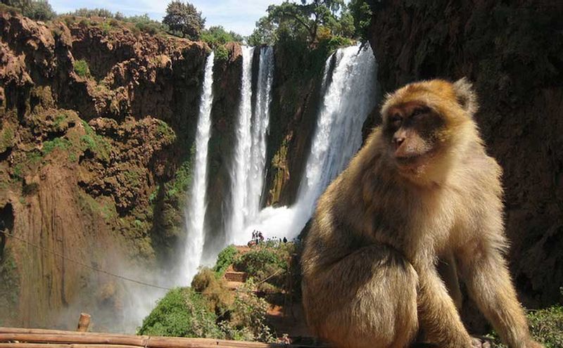 Marrakech Private Tour - Cascade Ouzoud