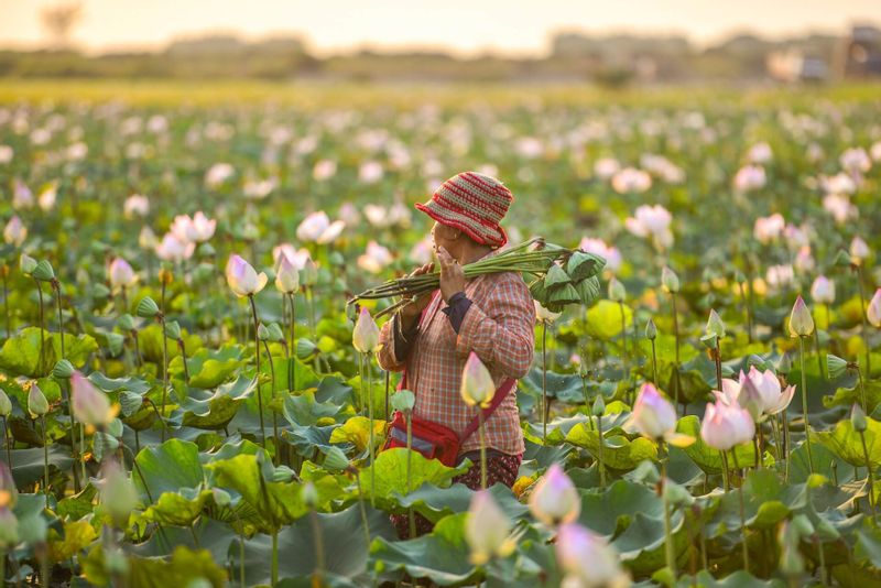 Siem Reap Private Tour - Local Villagers picking up lotus flowers. 