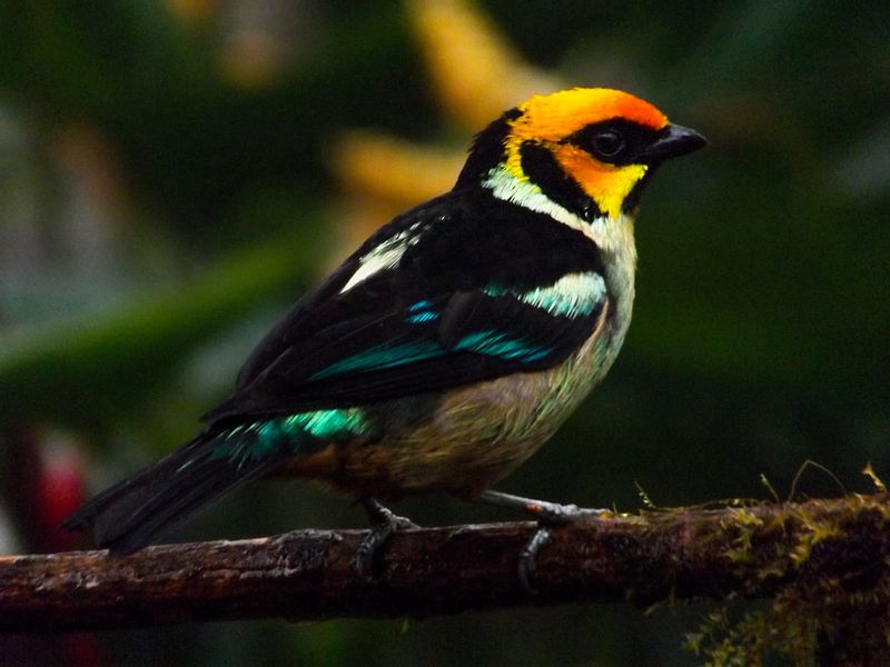 Quito Private Tour - Flame Face Tanager / Tangara parzudakii