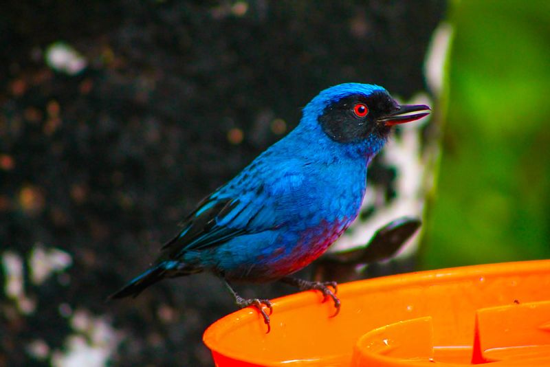 Quito Private Tour - Masked Flowerpiercer / Diglossa caerulescens