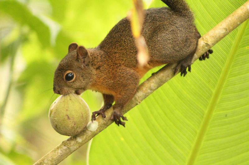 Quito Private Tour - Squirrel