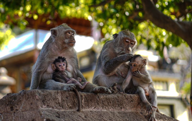 Bali Private Tour - Ubud Monkey forest