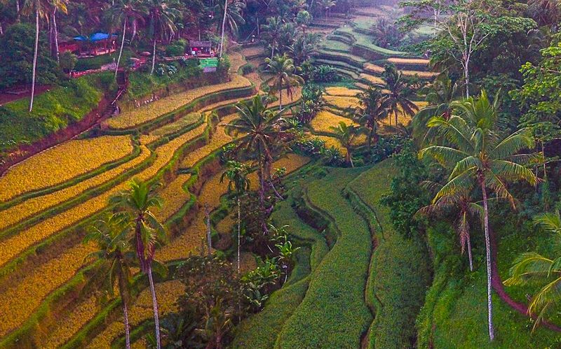 Bali Private Tour - Tegalalang Rice terrace