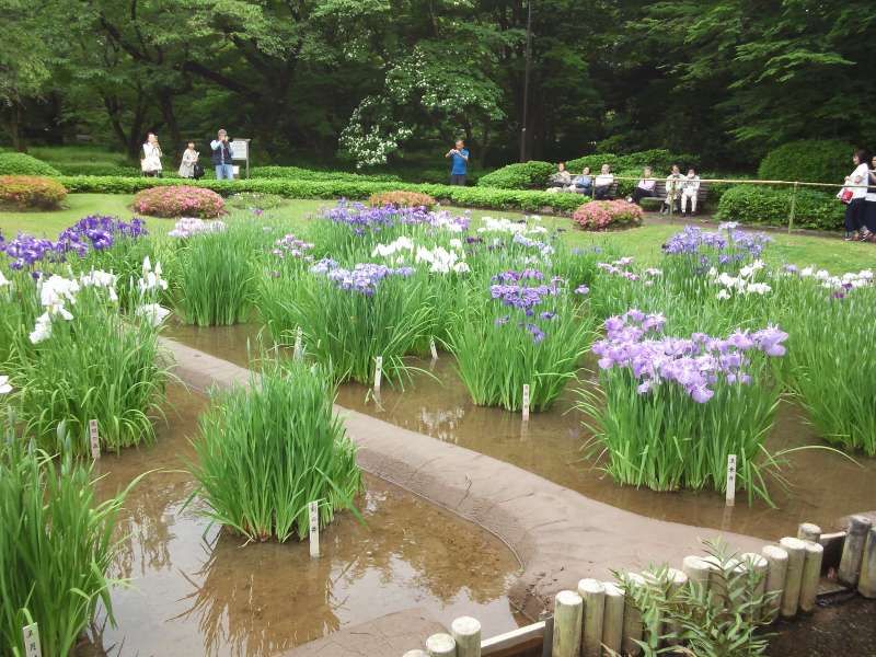 Tokyo Private Tour - Beautiful irises in Imperial East Gardens