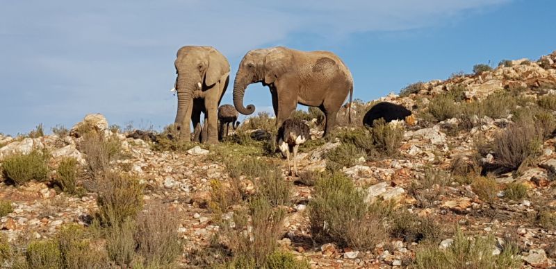 Cape Town Private Tour - African Elephant 