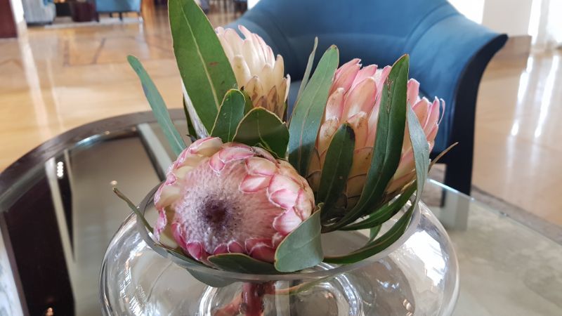 Cape Town Private Tour - Protea flower