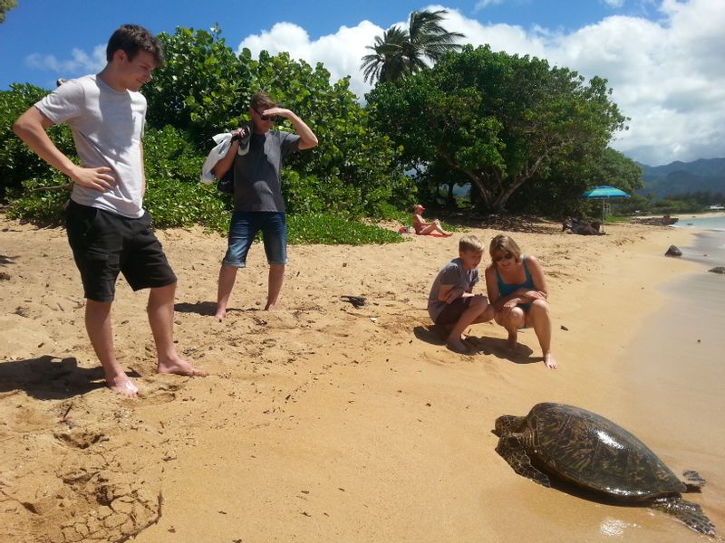 Hawaii (Oahu) Private Tour - Turtle at Ali'i Beach