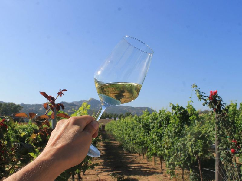 Sardinia Private Tour - A glass of Vermentino