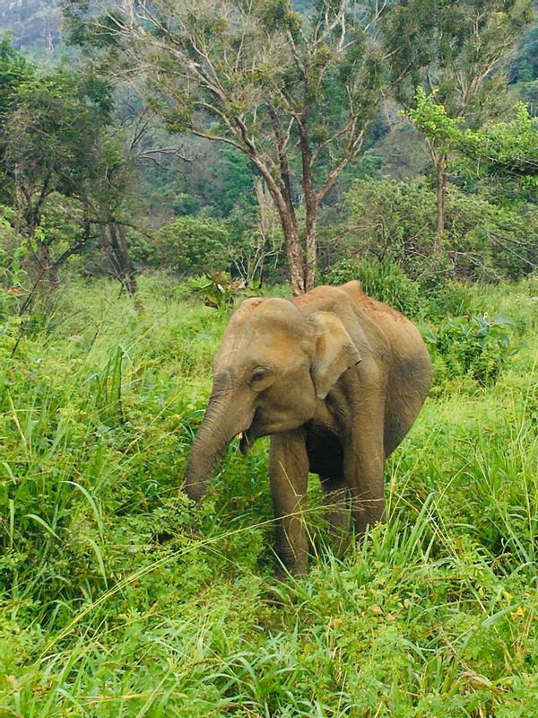 Kandy Private Tour - null