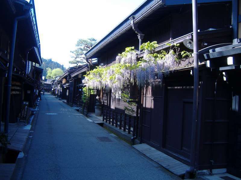 Takayama Private Tour - Wisteria bloom at Sannomachi old merchant street in Takayama