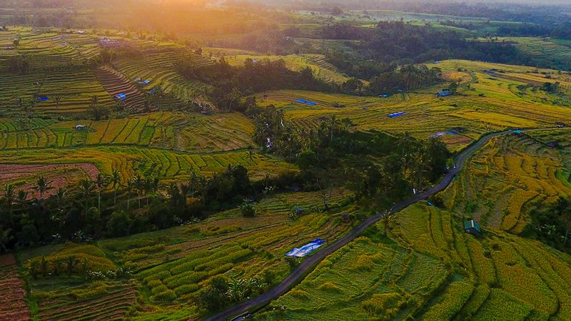 Bali Private Tour - Jatiluwih Rice Terraces.