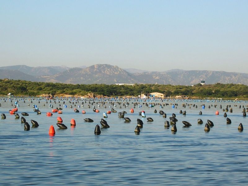 Olbia Private Tour - Mussels cultivations in the gulf of Olbia 