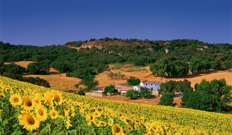 Ronda Private Tour - Sunflowers fields in June