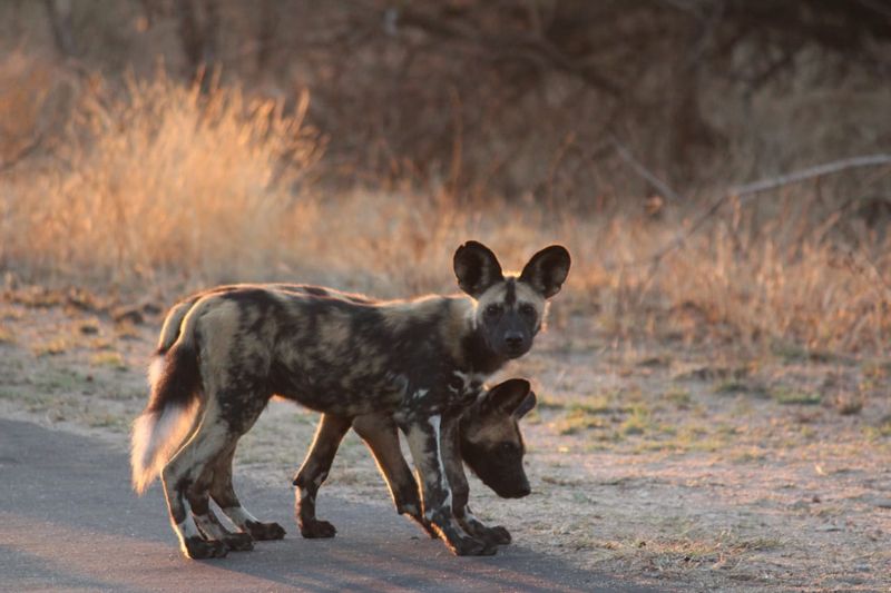 Pretoria Private Tour - The magnificent African Wild Dog. No 1 on the sighting list