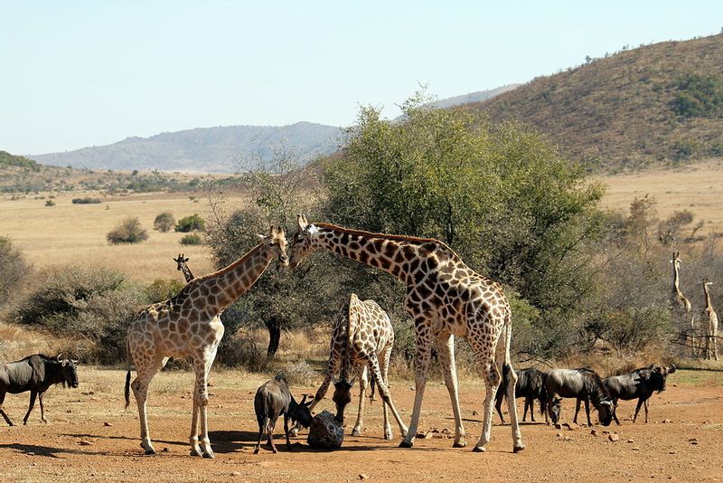 Pretoria Private Tour - The elegant giraffe