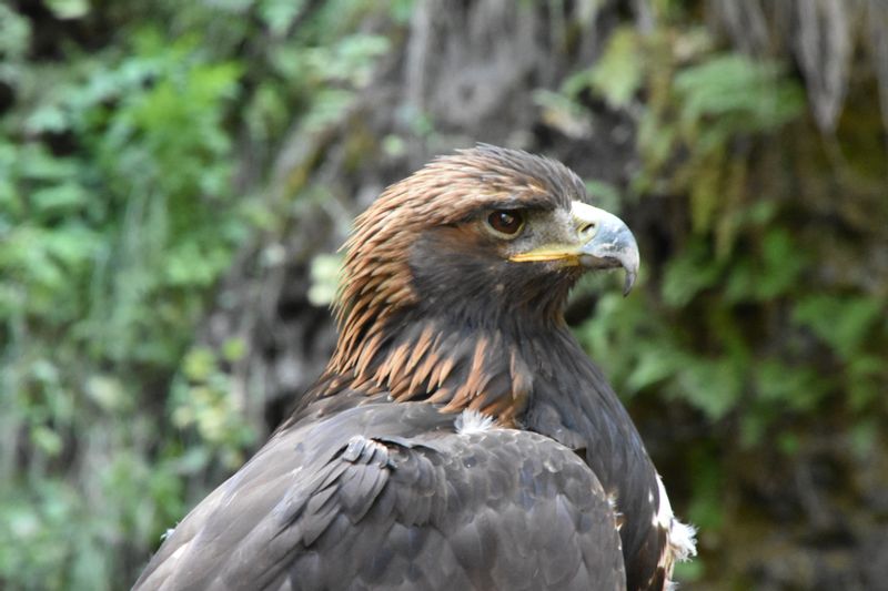 Bishkek Private Tour - Eagle