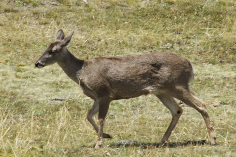 Quito Private Tour - Andean Withe Tailed Deer