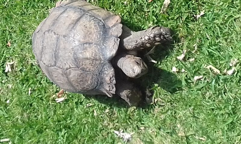 Cape Town Private Tour - The friendly tortoise