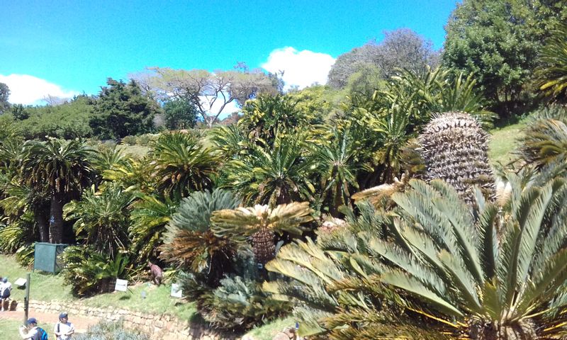 Cape Town Private Tour - Cycad Hill
