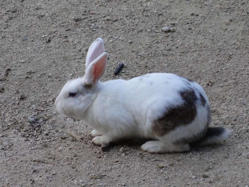 Hiroshima Private Tour - Lapin (in French), Rabbit (in English), Usagi (in Japanese)