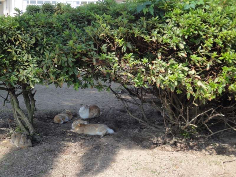 Hiroshima Private Tour - Rabbits are taking a nap in the shade of the tree.