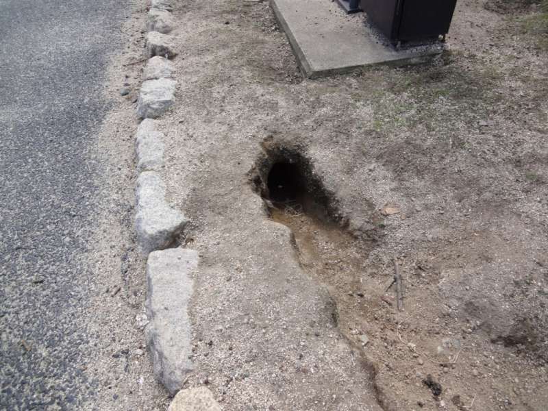 Hiroshima Private Tour - What is this?  The (European) rabbit is well known for digging networks of burrows. Holes are found anywhere.