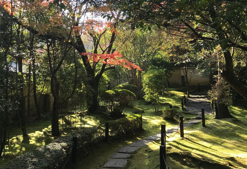 Kyoto Private Tour - Moving Though the Moss Forest
