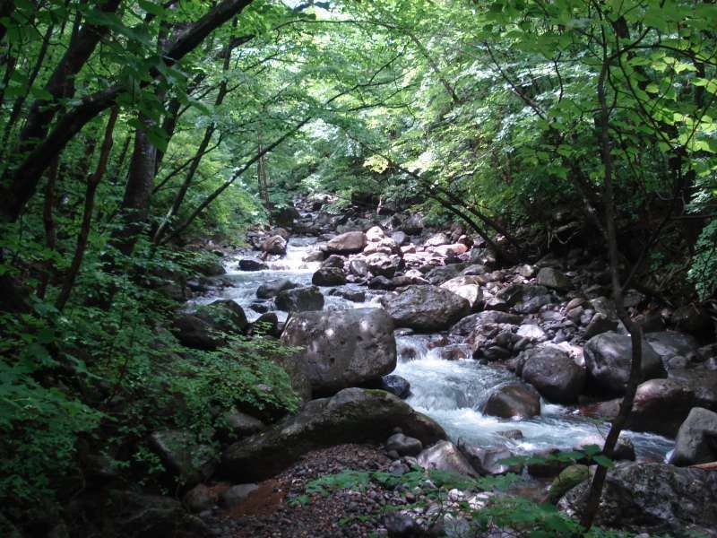 Tochigi Private Tour - Stream in Heisei-no-mori Forrest