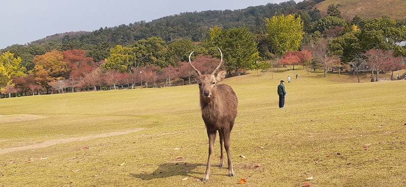 Nara Private Tour - deer