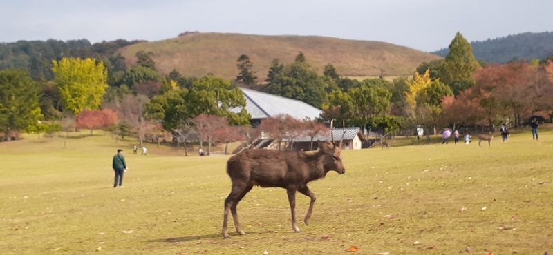 Nara Private Tour - deer