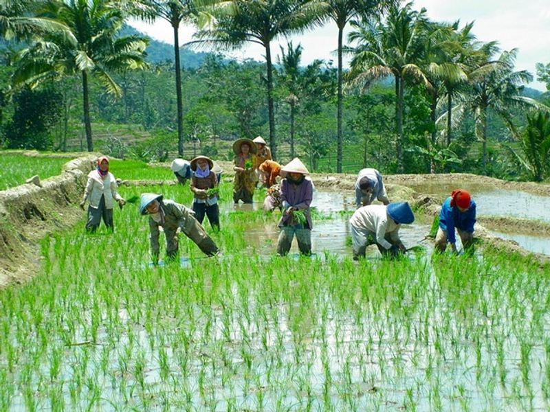 Yogyakarta Private Tour - Farmers plans the rice, central java