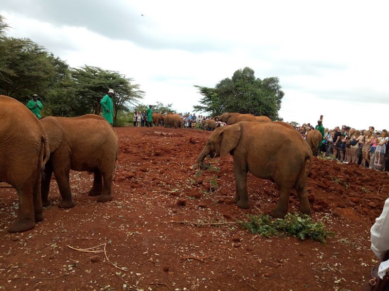 Nairobi Private Tour - Up close and candid with elephants