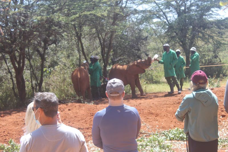 Nairobi Private Tour - At David Sheldrick baby elephants are being fed with milk