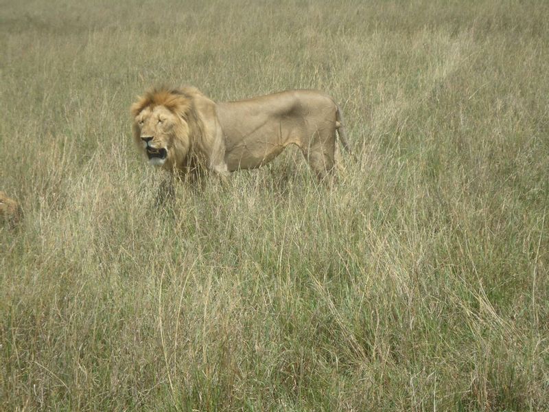 Nairobi Private Tour - King lion at Nairobi national park