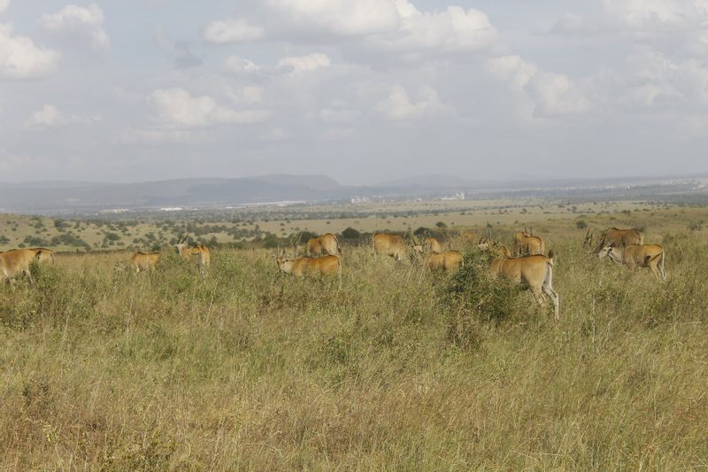 Nairobi Private Tour - Elland at Nairobi national park