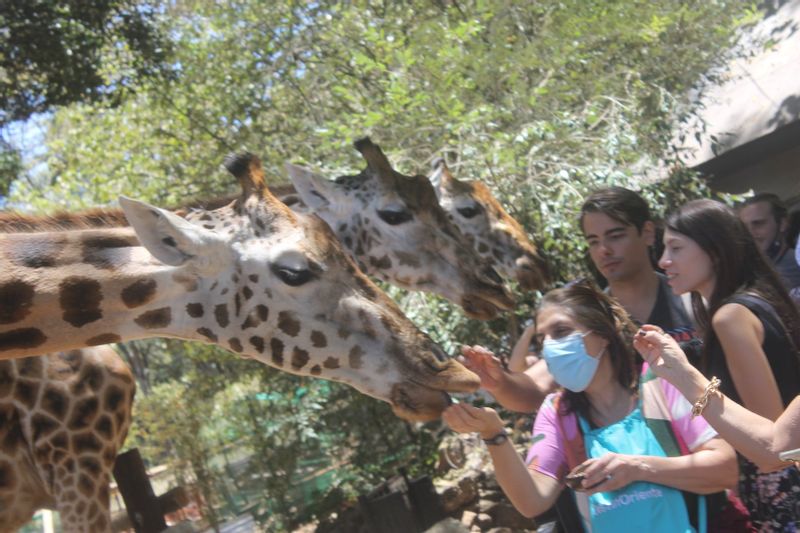 Nairobi Private Tour - Rare opportunity, hand to mouth feeding of the giraffe