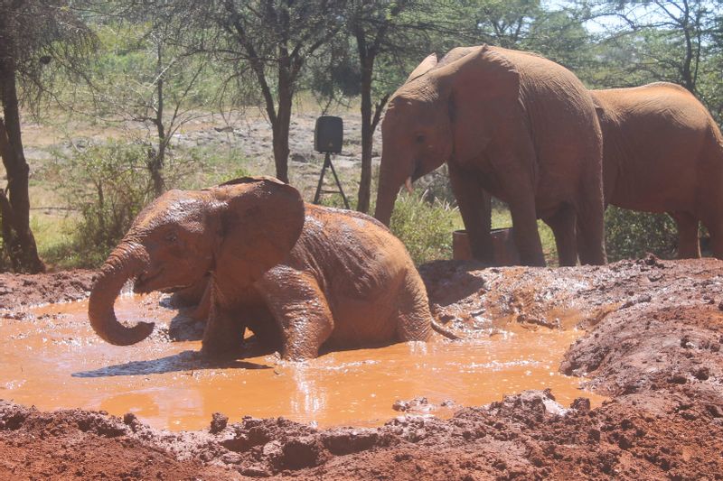 Nairobi Private Tour - Mud bath at David Sheldrick orphanage