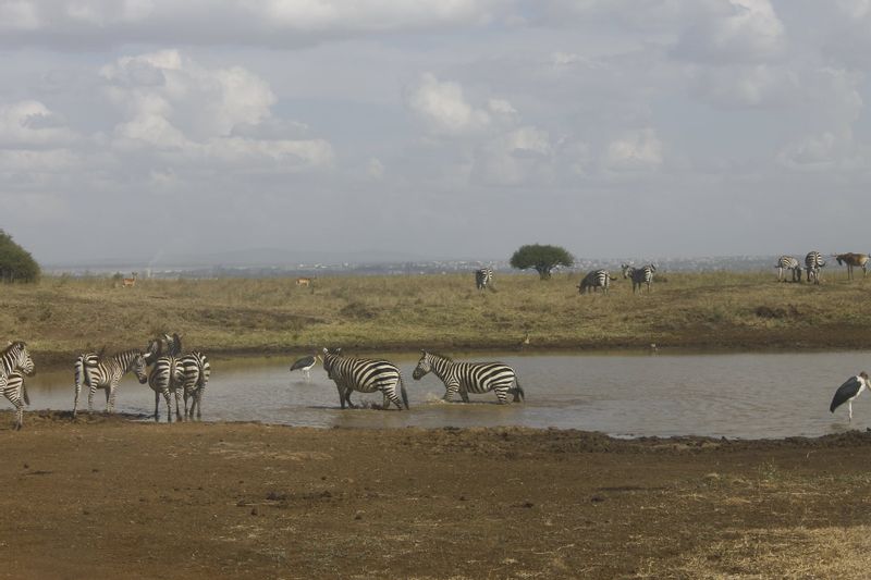 Nairobi Private Tour - Game drive at Nairobi national park