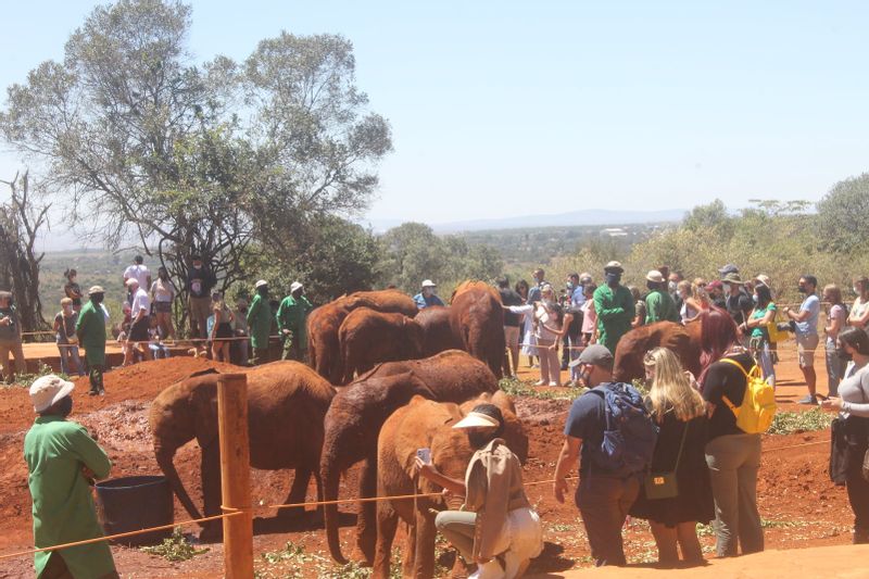 Nairobi Private Tour - Mingle with baby elephants