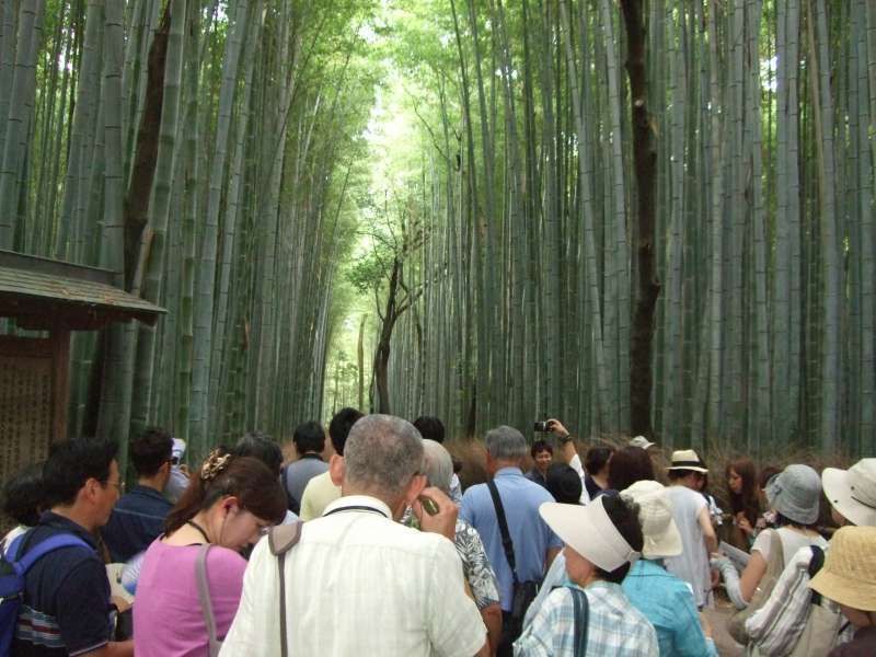 Kyoto Private Tour - 嵐山。"竹林"