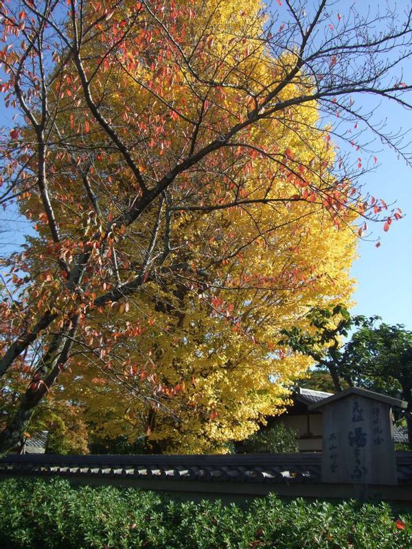 Kyoto Private Tour - 天龍寺‧世界文化遺產。
"銀杏樹"