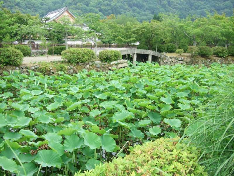 Kyoto Private Tour - 天龍寺‧世界文化遺產。
"蓮花"