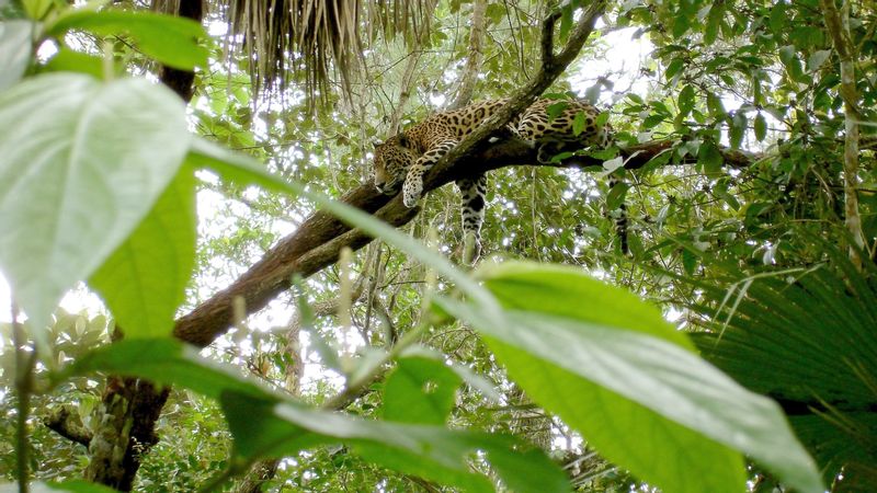 Cancun Private Tour - Jaguar on a tree