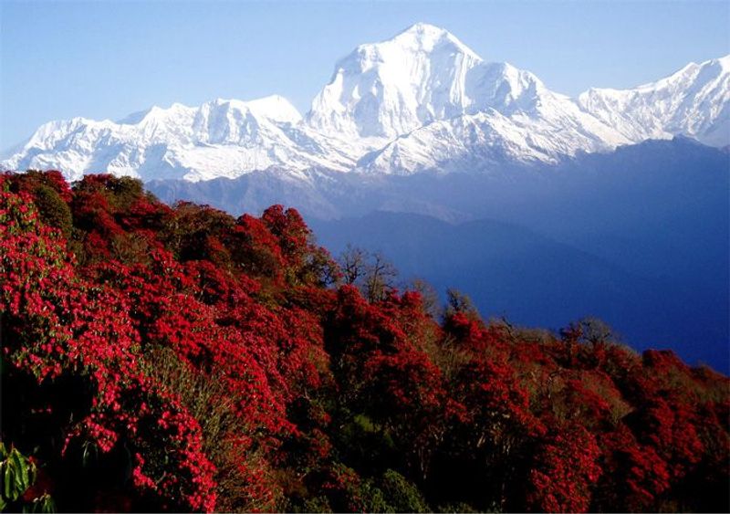 Bagmati Private Tour - Dhaulagiri Mountain with Rhododendron( Our national Flours) picture from Ghorepani