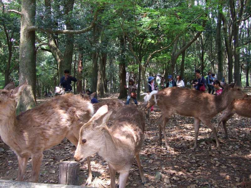 Nara Private Tour - 奈良公園的"鹿群"