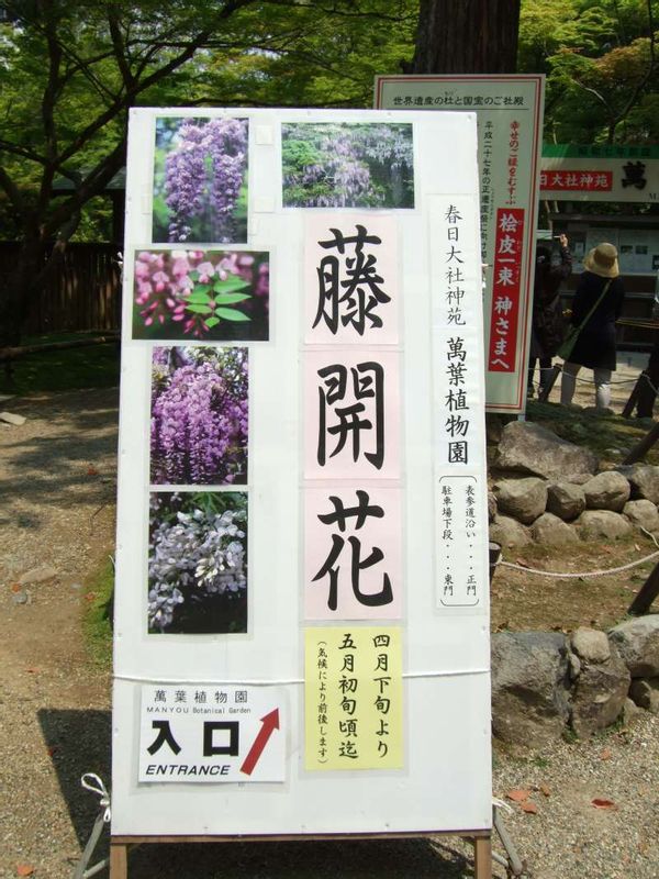 Nara Private Tour - 春日大社（神社）的植物園