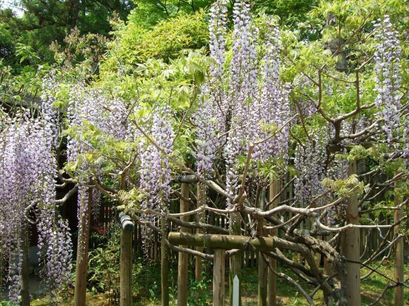 Nara Private Tour - 春日大社（神社）的植物園"紫藤"