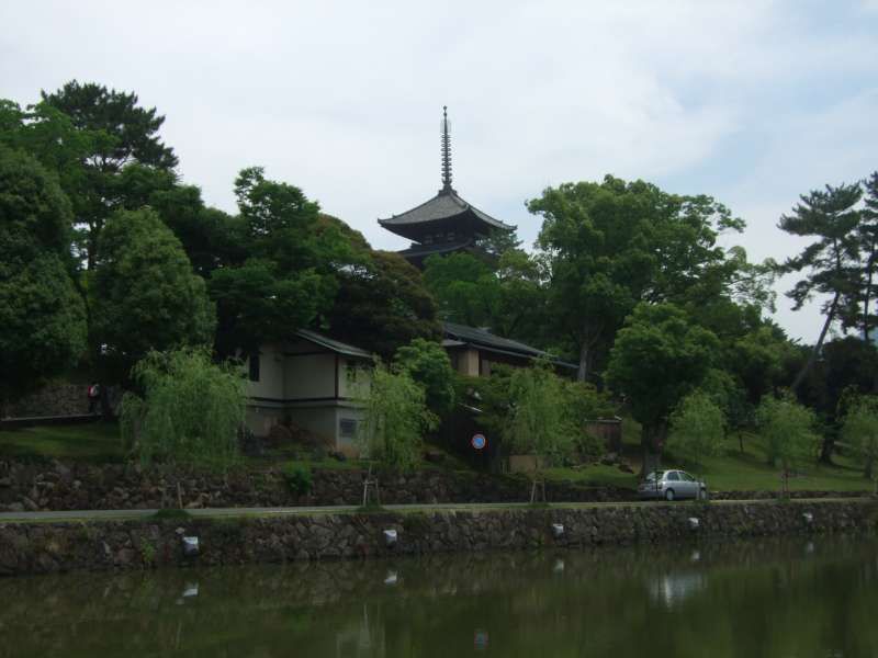 Nara Private Tour - 興福寺五重塔與"猿澤之池"