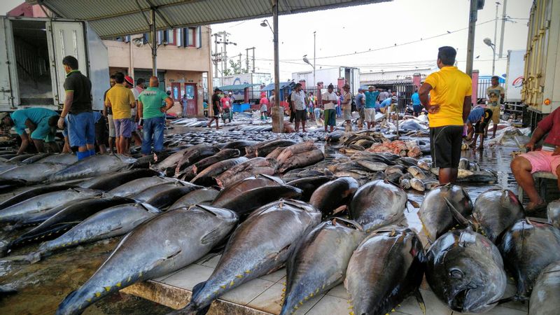 Colombo Private Tour - Fish Market
